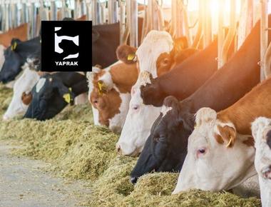 Yaprak Süt (YAPRK) katılım endeksine uygun mu?