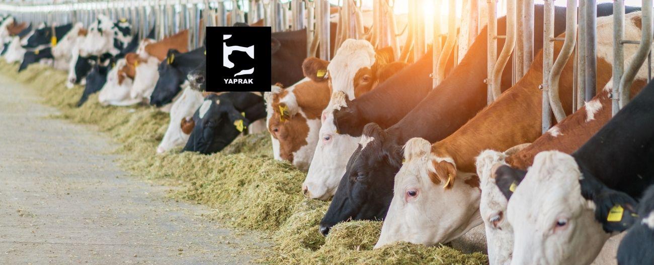 Yaprak Süt (YAPRK) katılım endeksine uygun mu?